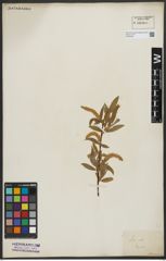 Foto von Salix alba L.